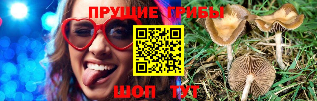 Галлюциногенные грибы Cubensis Дятьково